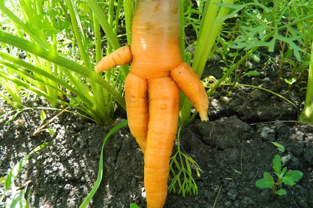 Причины роста кривой моркови