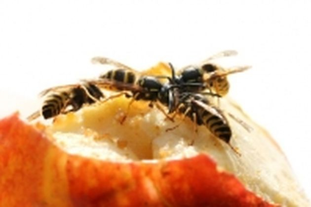Осы, пчелы, шершни на даче: как спастись
