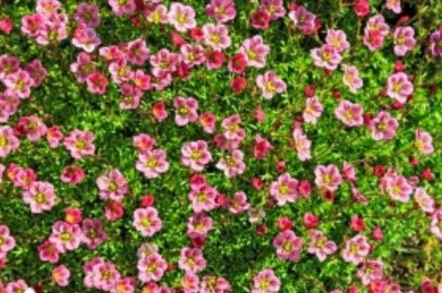камнеломка:  чем заменить тюльпаны в цветнике