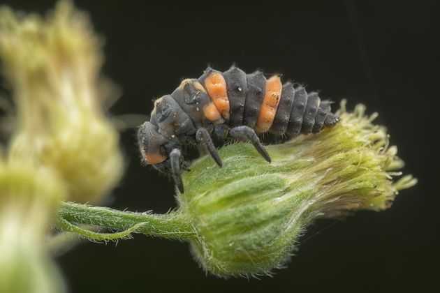 ladybug larvae