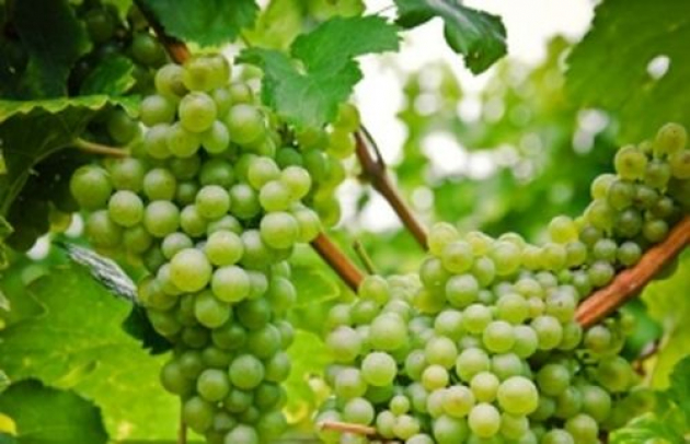 Почему растрескивается виноград