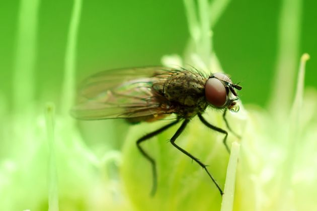Луковая муха: как снизить ущерб?