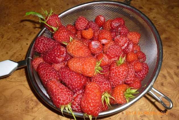 фото из соцсети ОК, сравнение ягоды обычной малины и крупноплодного сорта Гордость России