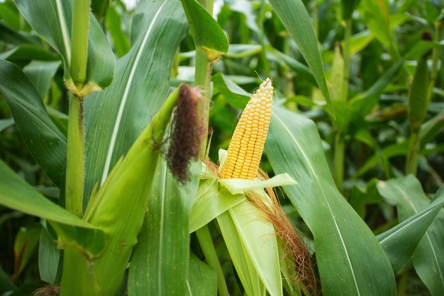 Сладкие початки кукурузы