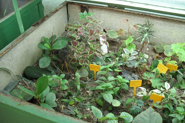 6 правил размножения роз черенками осенью: садоводам на заметку
