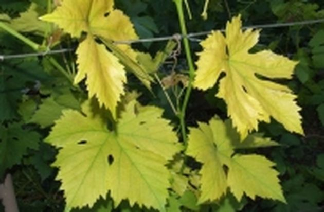 хлороз: почему желтеют листья винограда