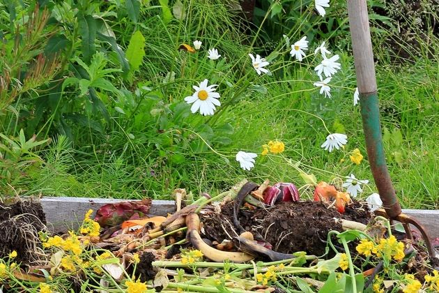 Как освободить компост от личинок майского жука