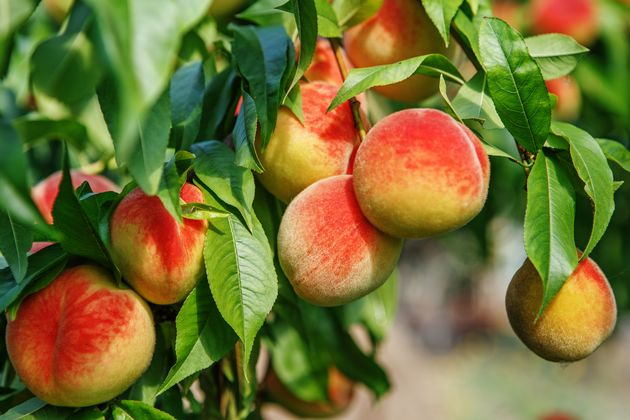 Некоторые особенности выращивания персика