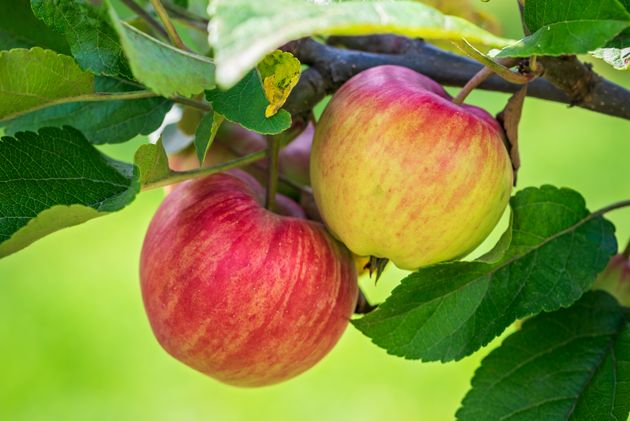 5  популярных  сортов яблонь