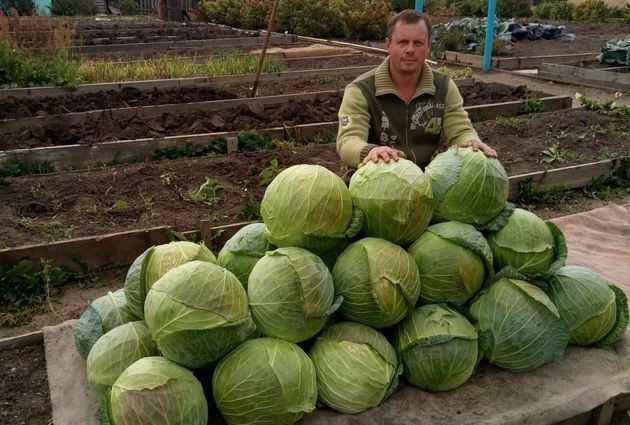 Иван Ренкевич с урожаем капусты сорта Мегатон