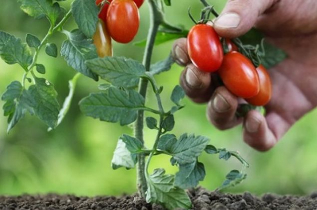 Сорта: томаты  для открытого грунта