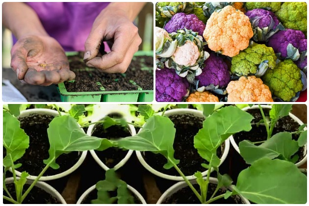 Правила выращивания цветной капусты