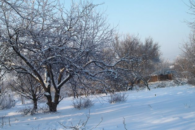 сад зимой: зимостойкость и оттепель