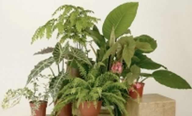 5 необычных подкормок для комнатных растений